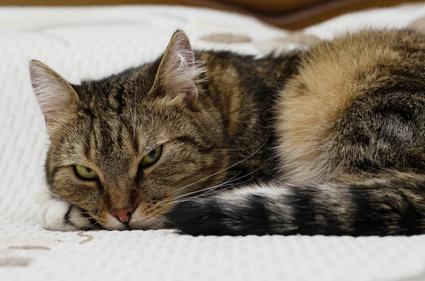 Gato atencioso com olhos verdes deitados na cama — Fotografia de Stock