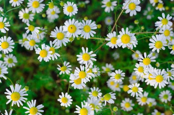 Pequeñas flores de camomila. Primer plano . — Foto de Stock