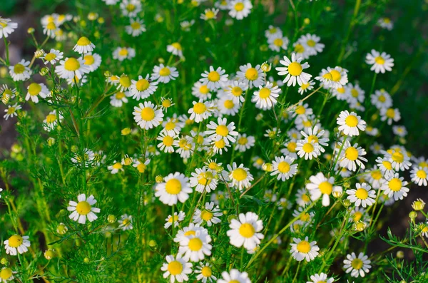 Pequeñas flores de camomila. Contexto . — Foto de Stock