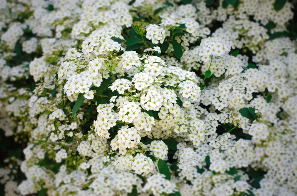 Kleine witte bloemen — Stockfoto