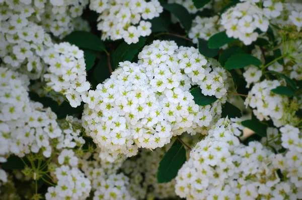 Malé bílé květy. tavolník — Stock fotografie