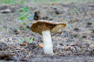 Ormanda mantar kapanıyor..