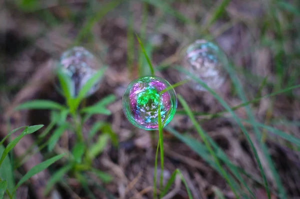 Soap bubble in nature. — Stock Photo, Image