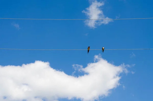 Dos pájaros en cables eléctricos contra el cielo despejado — Foto de Stock