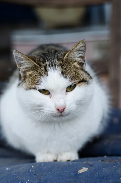 Kucing tunawisma — Stok Foto