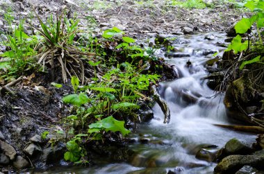 Parlak doğa orman manzara dağ nehir.