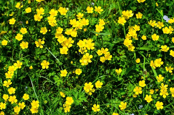 Yellow flowers — Stock Photo, Image