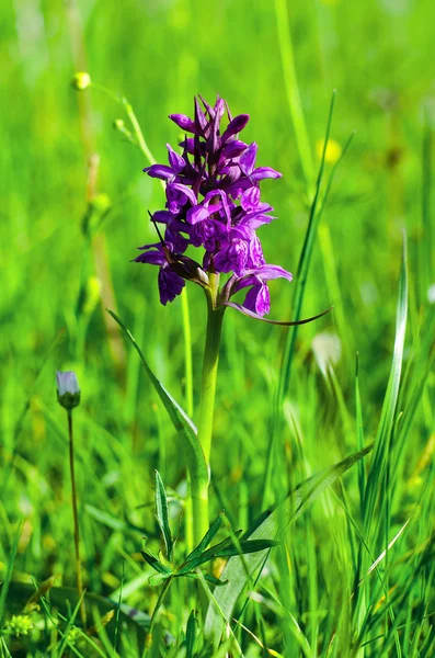 Flor púrpura — Foto de Stock