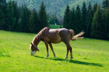 Çayırdaki Kahverengi At.