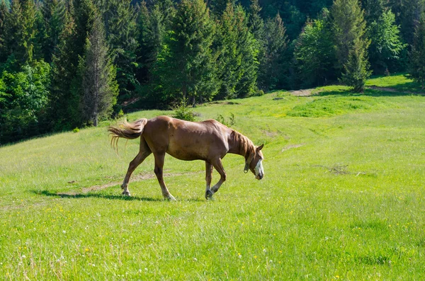 A horse in a forest glade. — Stock Photo, Image