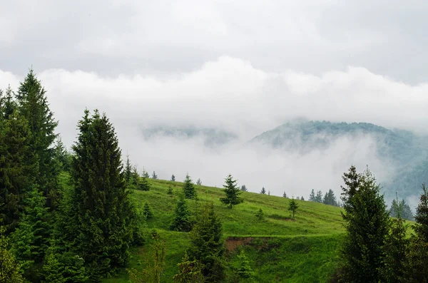 Naturaleza de montaña, bosque de pinos . — Foto de Stock