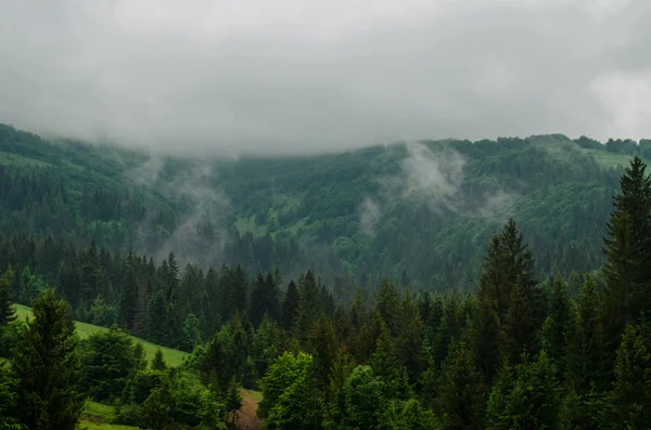 Похмура погода в горах. Сосновий ліс на вершині гори — стокове фото