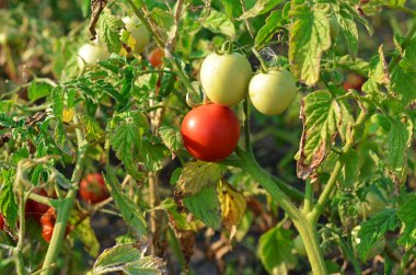 Bush ile yeşil ve kırmızı domates. Sonbaharda hasat.