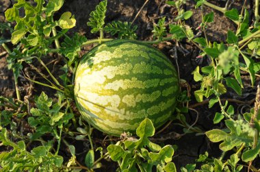 yerde yatan bahçede büyüyen karpuz.