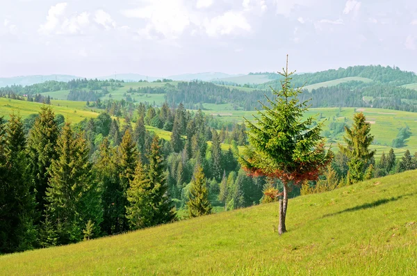 La belleza de las montañas y los bosques. Paisaje verano . — Foto de Stock