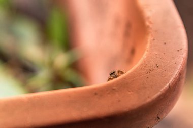 Saksıda küçük bir örümcek. Makro fotoğrafçılık. Pequea araa en una maceta con Plantas.