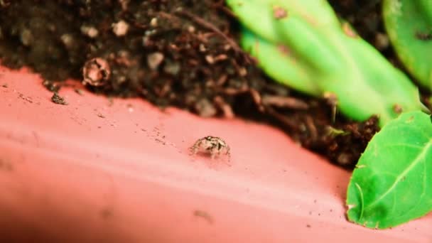Araña Pequeña Cacerola Con Las Plantas Macrofotografía — Vídeos de Stock