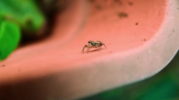 Araña Pequeña Cacerola Con Las Plantas Macrofotografía — Vídeos de Stock