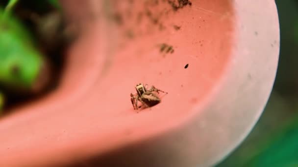 植物と鍋に小さなクモ マクロ写真 — ストック動画
