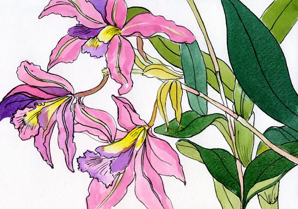 Bir leylak-pembe orkide bir buket suluboya resim 