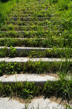 Terk edilmiş merdiven çim ile büyümüş