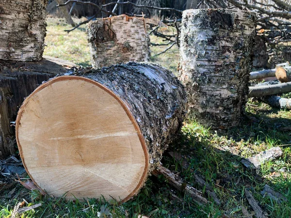 Ormanda huş ağacı kesimi