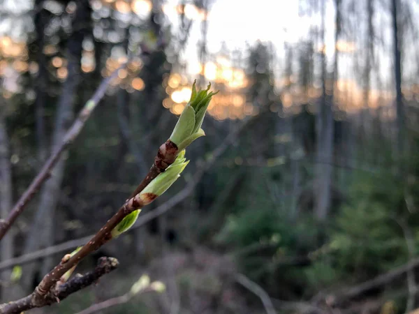 Yaprakları olan bir ağacın dalında, tomurcuklanan tomurcuklar ve bulanık gün batımı. Güzel, rahatlatıcı yakın çekim fotoğrafı..