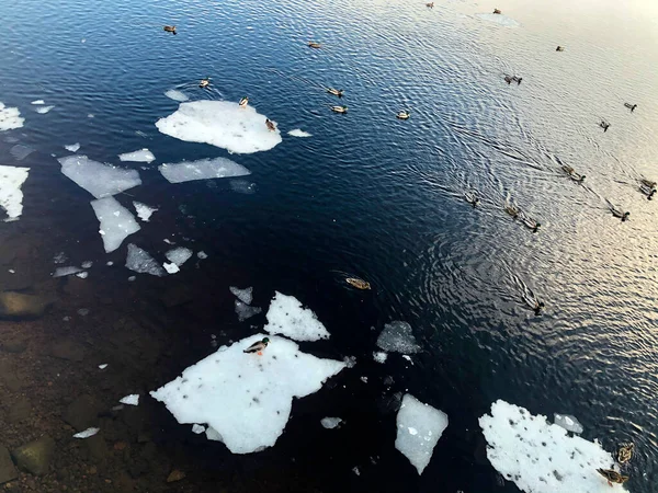 Много Уток Воде Лед Тает Весной Много Льда Озере — стоковое фото