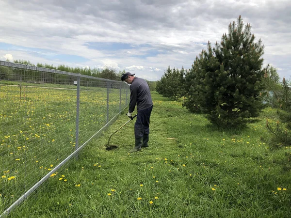 Der Gärtner Mäht Das Löwenzahnfeld Und Das Gras Zaun Mit lizenzfreie Stockfotos