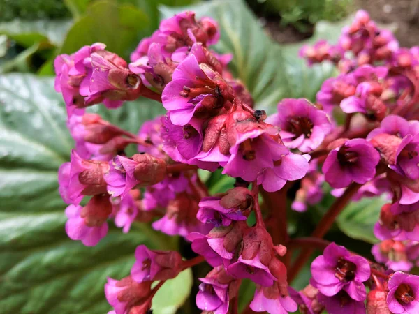 Belles Petites Fleurs Près Dans Jardin — Photo