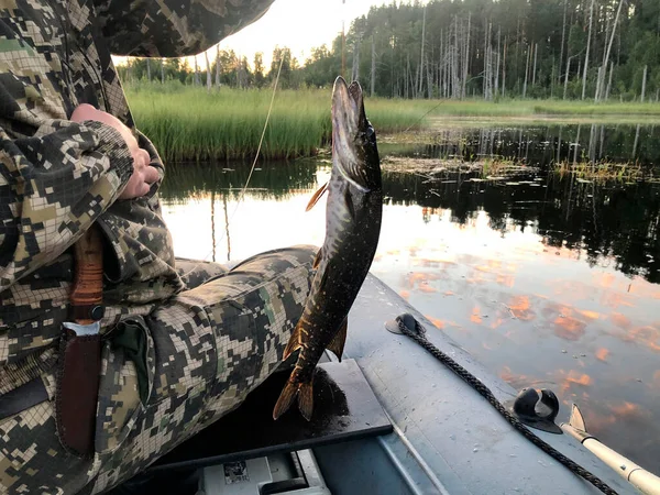 Un pescador en un barco cogió un lucio grande —  Fotos de Stock