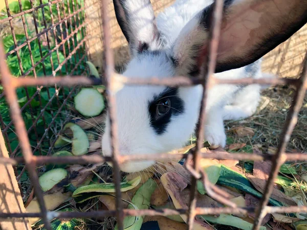 Ein weißes Hauskaninchen sitzt in einem Käfig und isst eine Zucchini-Schale — Stockfoto