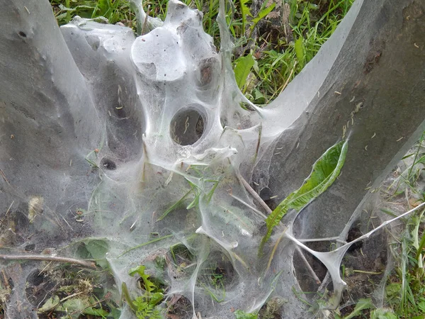Tree Shrouded Cobwebs Caterpillars Accumulated Ground Trunks — Stock Photo, Image