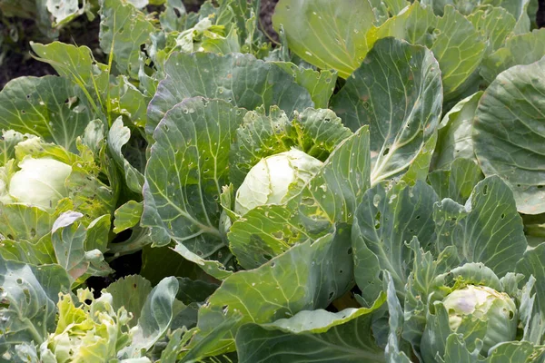 Beyaz lahana yaprakları yakın plan, haşereler tarafından yenir. Böcek kontrolü konsepti, hasat. Organik sebzeler.