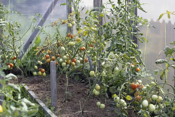 Saftige rote und gelbe Tomaten reifen im Gewächshaus. Eine reiche Ernte. Stockbild