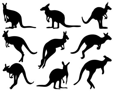 kanguru
