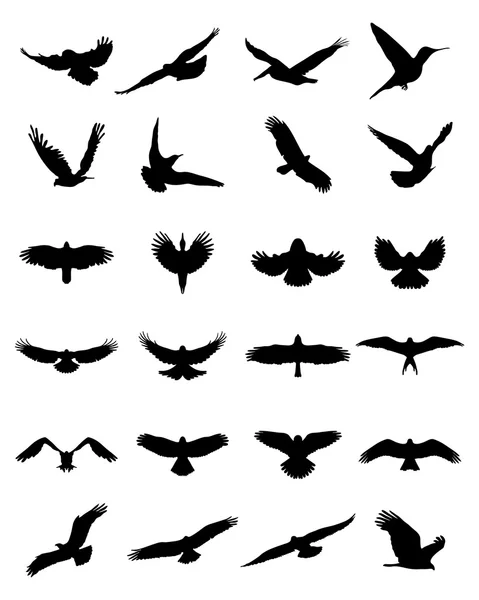 Birds — Stock Vector