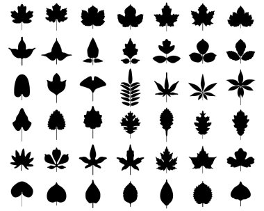 ağaçların yaprakları