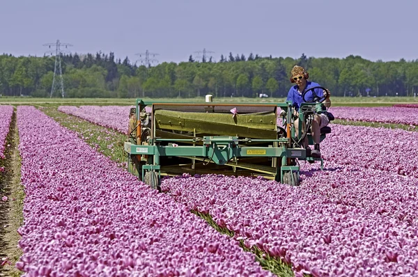 Mechanically topping tulips flowers Stock Picture