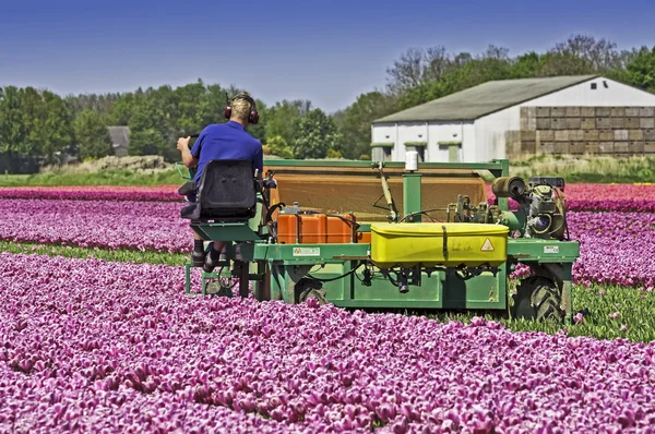 Mechanically topping tulips flowers Stock Photo