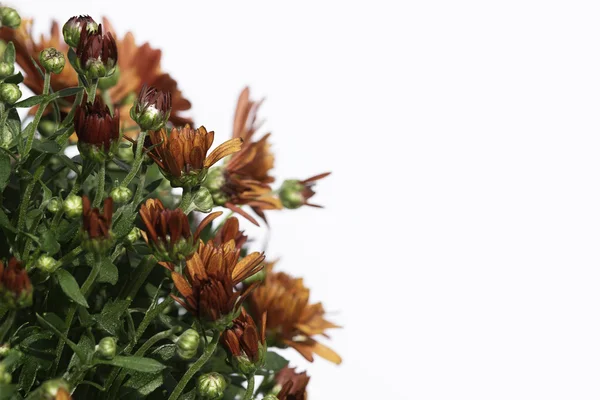 Left border of bronze fall mum flowers on white — Stock Photo, Image