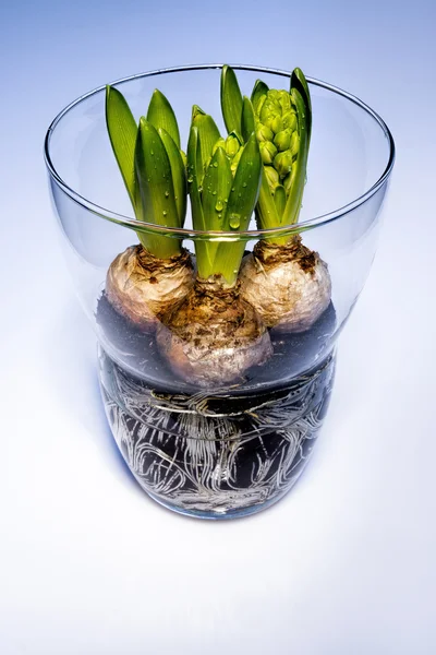 Hyacinth bulbs in vase of glass — Stock Photo, Image