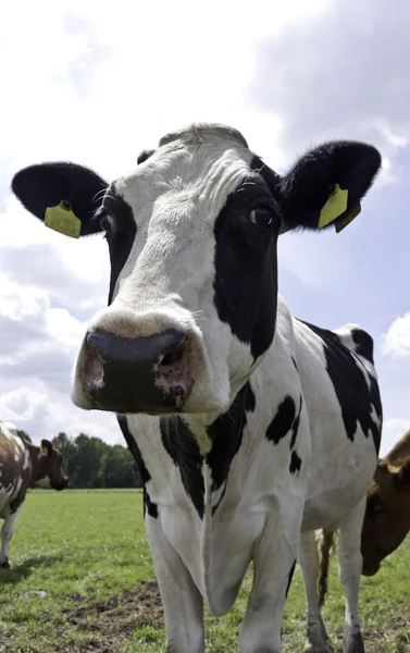 Black Holstein cow, standing