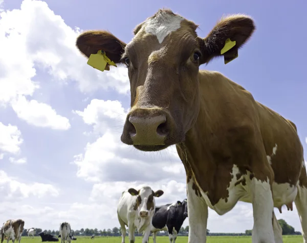 Süt Holstein inek