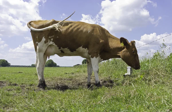 Red Holstein cow, standing in meadow