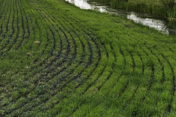 Wiese mit Güllestreuer gespritzt — Stockfoto