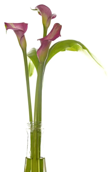 Calla
