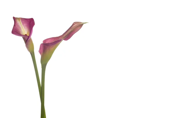 Calla — Stockfoto