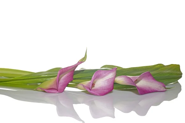 Calla