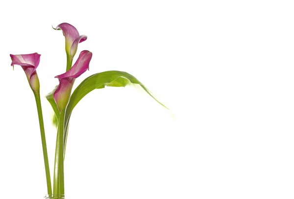 Calla Stock Image